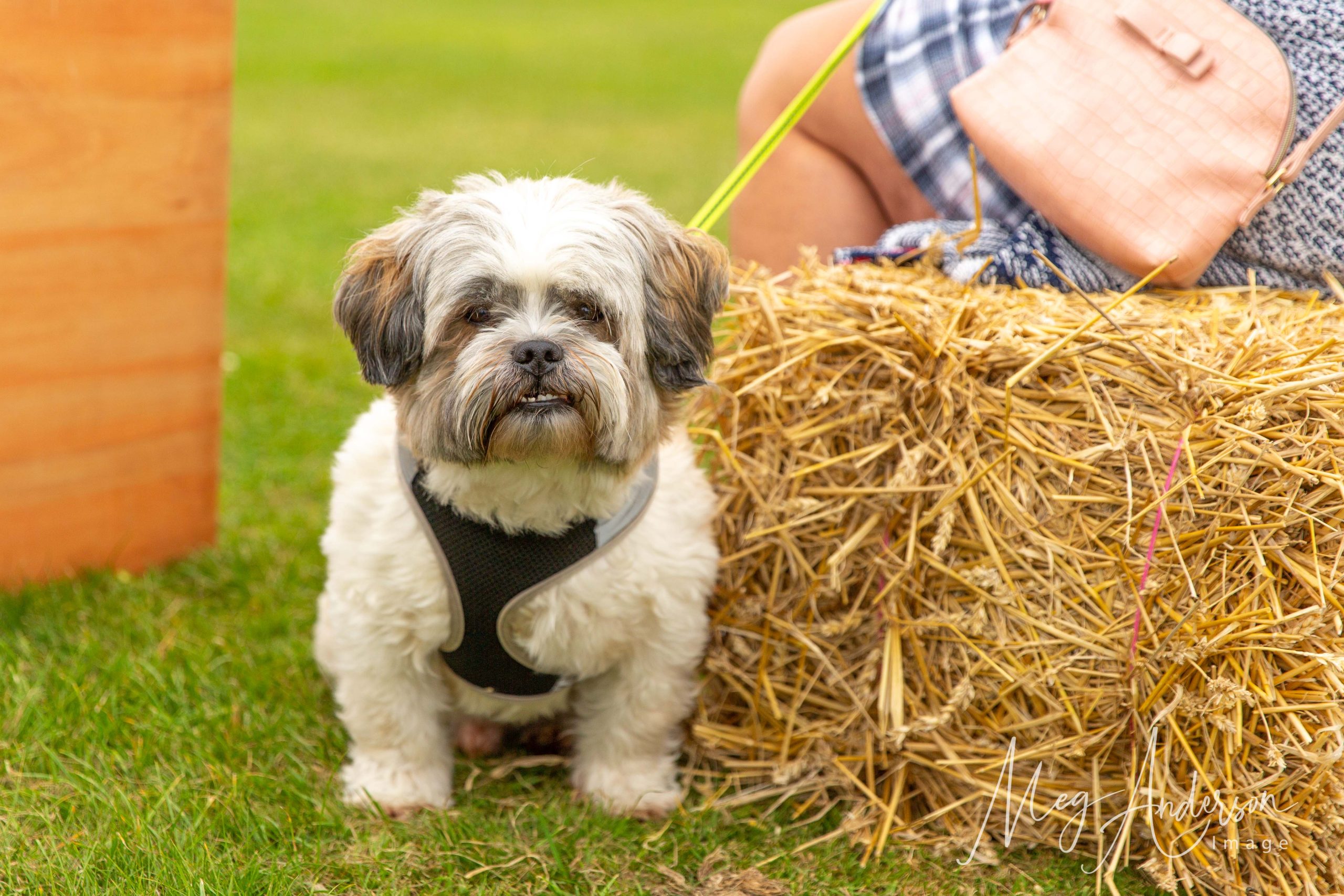 A small dog siting next to a hay bale