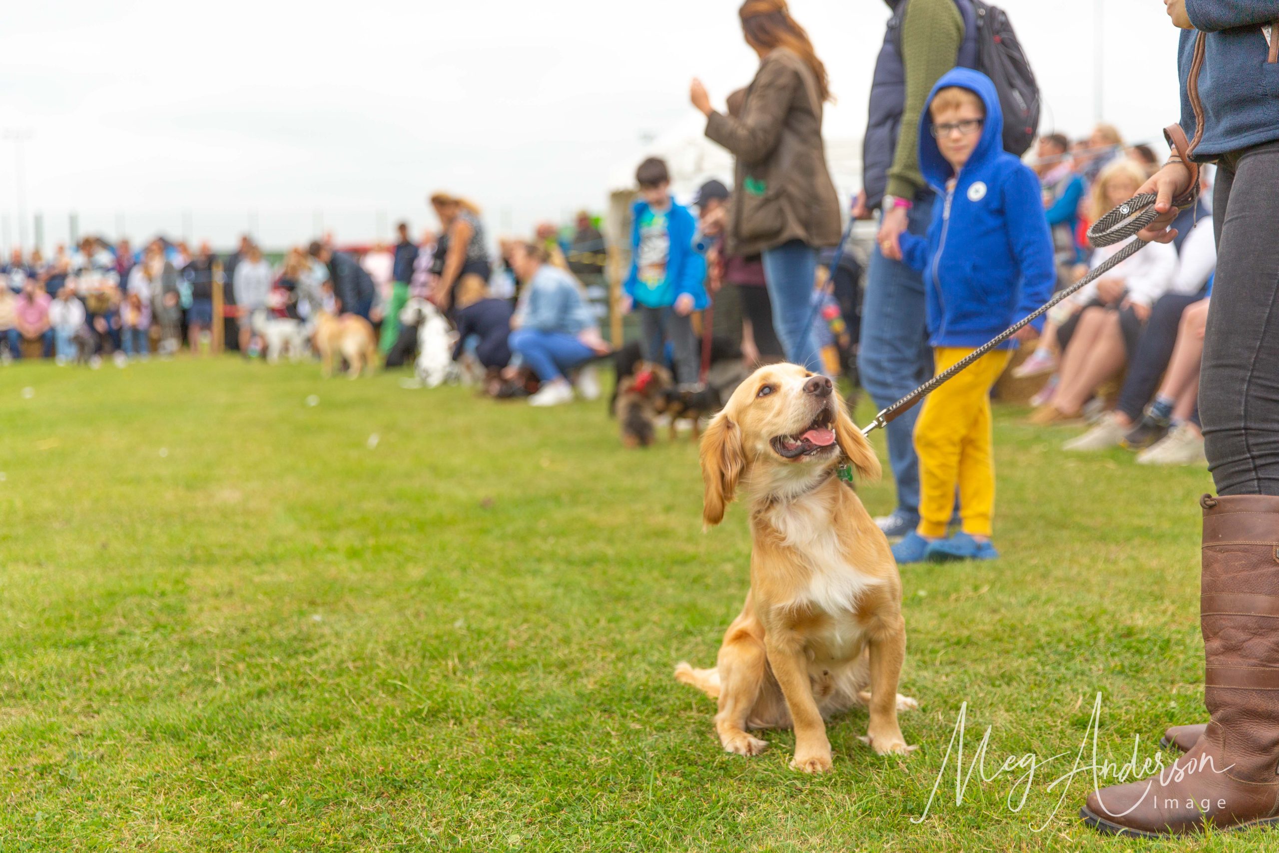 A dog looking towards its owner with a large crowd behind