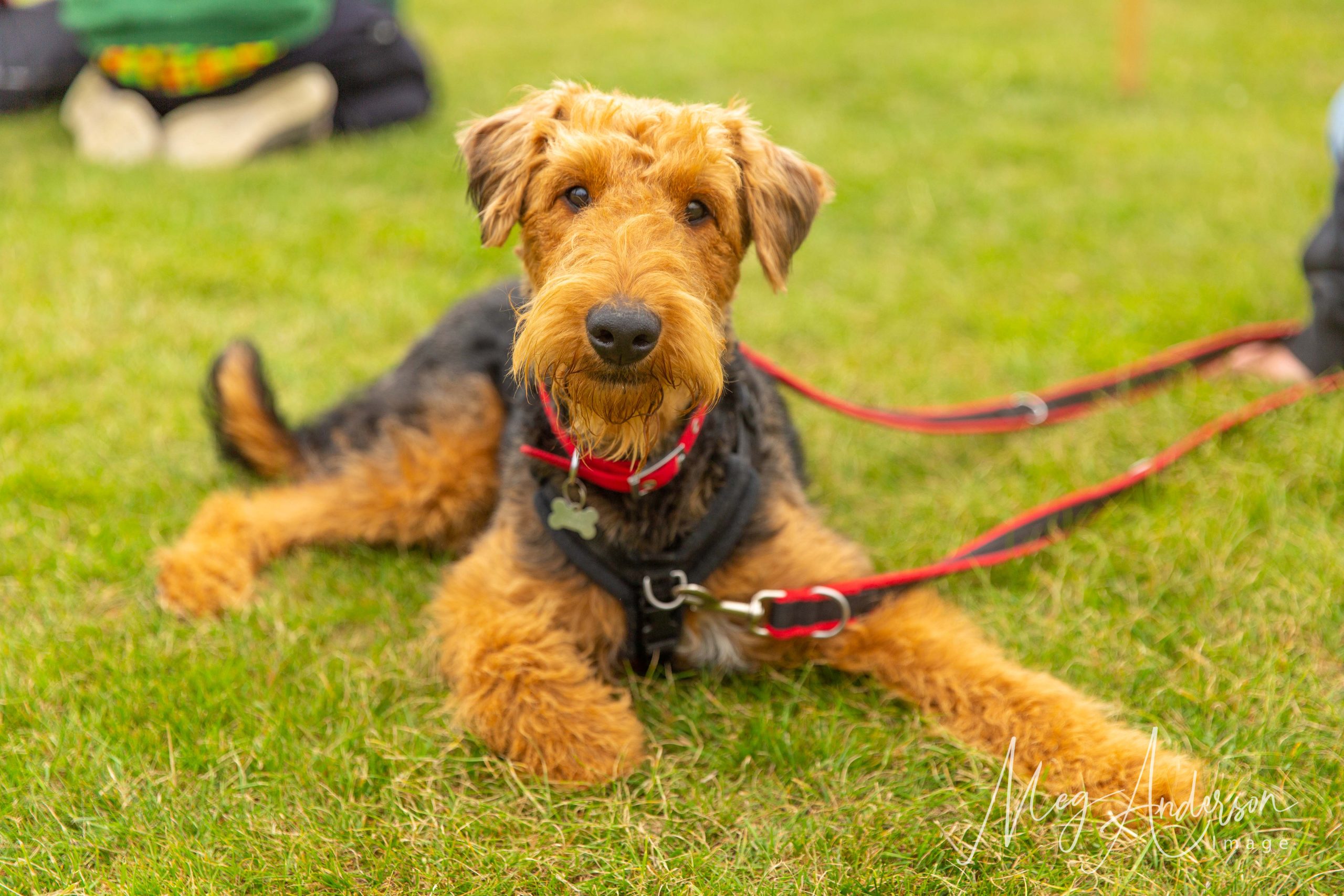 A terrier lying on the grass and looking at the camera