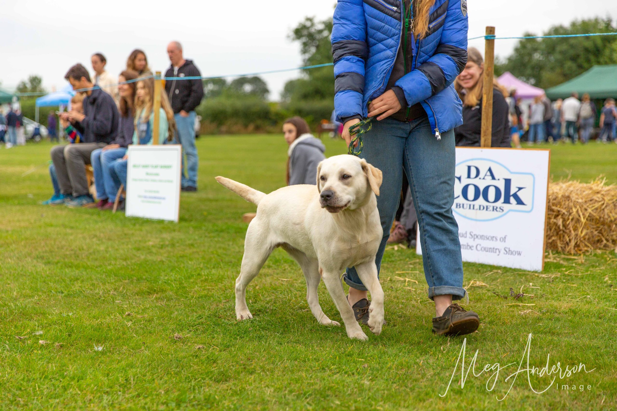 A dog calmly walking around the dog show ring