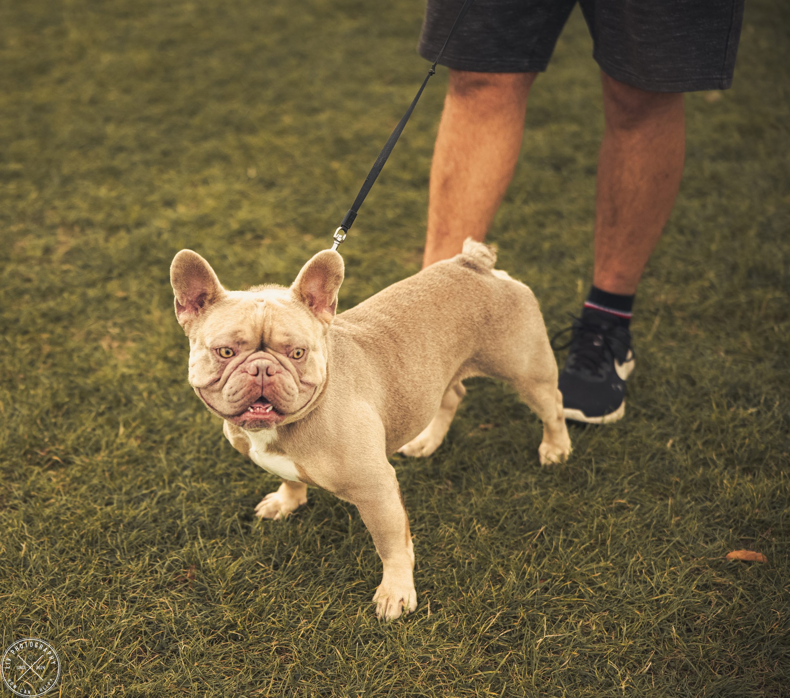 A small dog