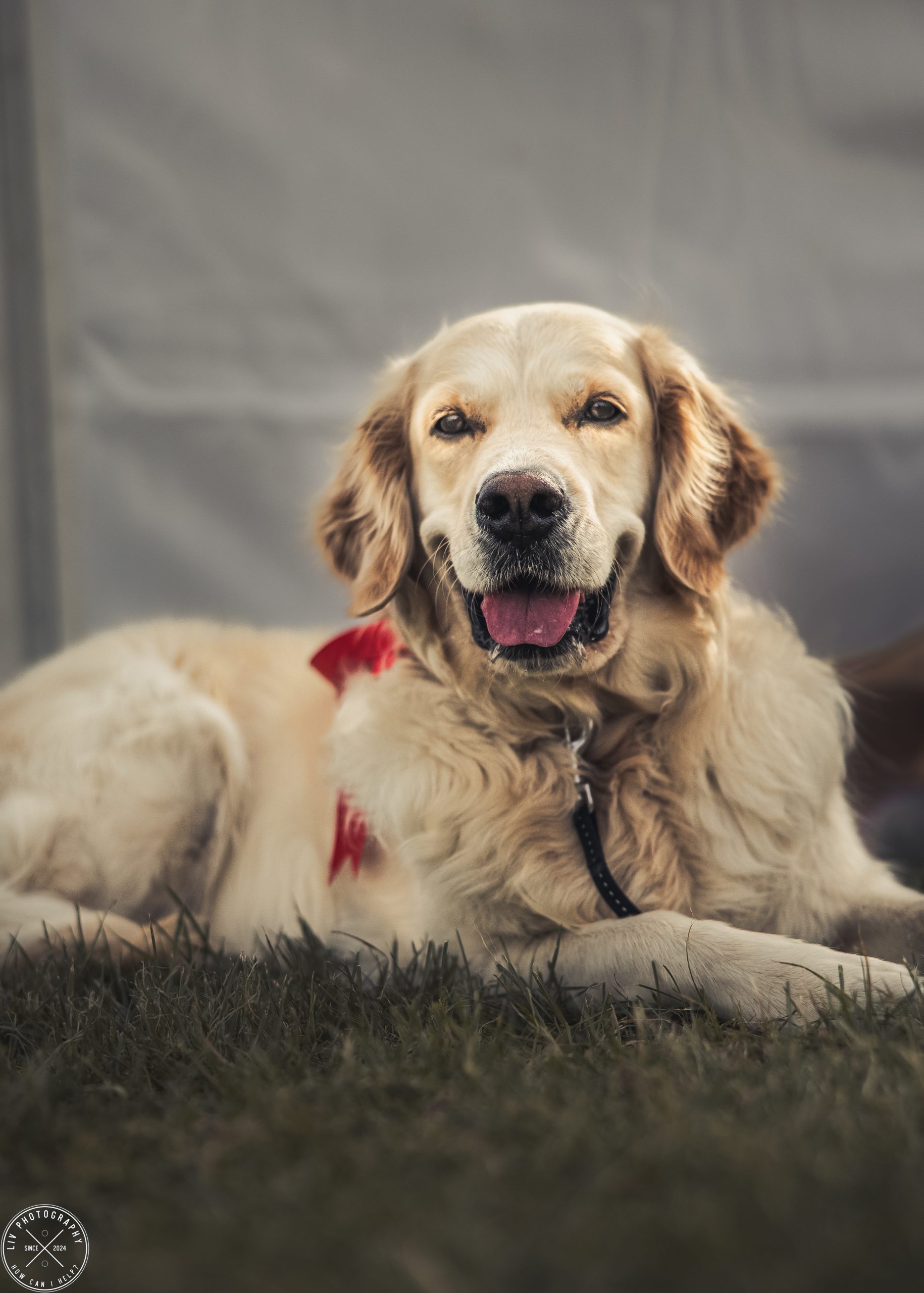 Smiling First Prize Dog